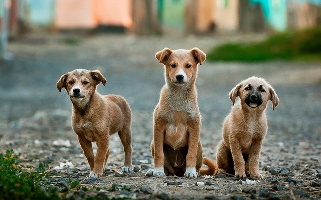 ¿Sabías que un perro sin esterilizar tiene una descendencia  de hasta 33 mil cachorros?