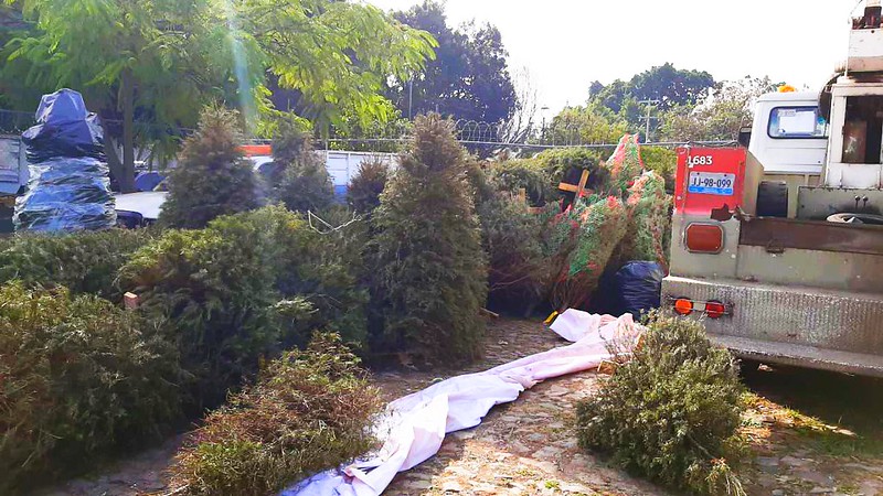 Implementará Guadalajara campaña de acopio para reciclaje de árboles de Navidad