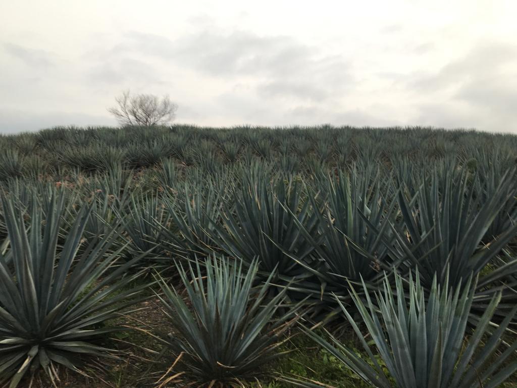 Exhorta el Consejo Regulador del Tequila a informarse previo a plantar agave